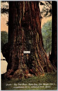 Big Tree Grove Santa Cruz California CA Jumbo 250 Feet Height Postcard