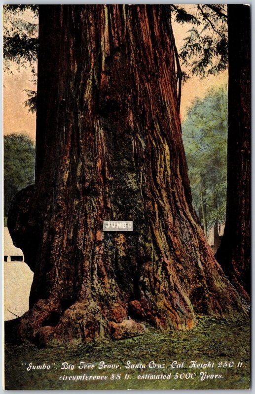 Big Tree Grove Santa Cruz California CA Jumbo 250 Feet Height Postcard