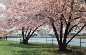 Washington D C The Jefferson Memorial At Cherry Blossom Time 1965