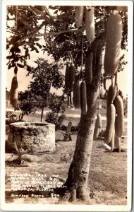 RPPC Sausage Tree Wishing Well Near Homestead, Naranja FL Vintage Postcard K18