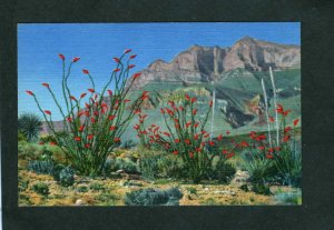 Desert Plants Cactus Cacti Ocotillo Linen Postcard PC Flowers