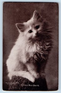 Kansas City MO Postcard Cute Cat Kitten Haired Little Miss White 1908 Antique