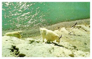 Postcard ANIMAL SCENE Vancouver British Columbia BC AP9654