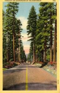 Road Through Evergreens in Northwest