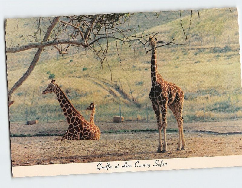 Postcard Giraffes at Lion Country Safari California USA