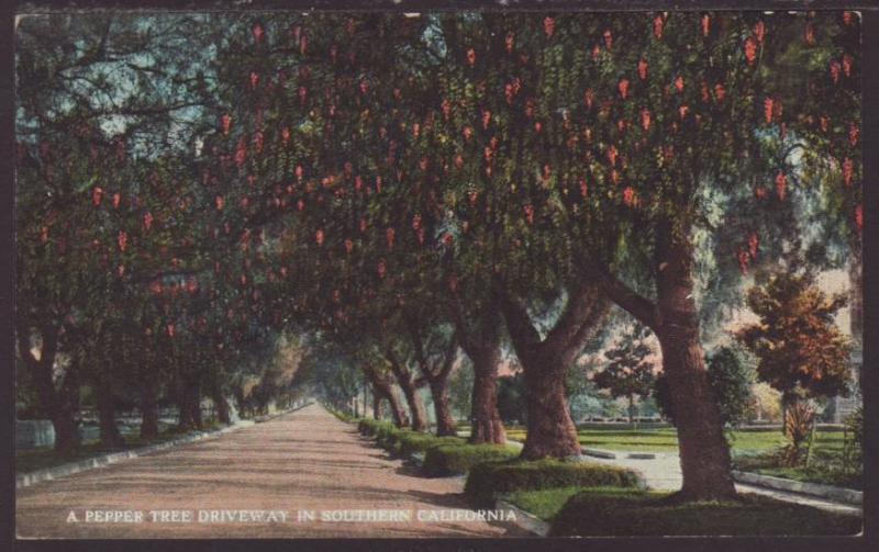 A Pepper Tree Driveway,Southern,CA Postcard 