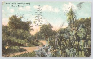 State View~Cactus Garden & Century Plant In Bloom~Vintage Postcard