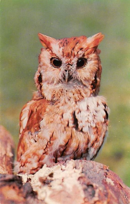 Spooky, Wise Owl Unused 