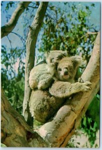 M-79722 Mother Koala with baby on back Australia