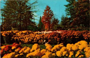 Vtg 1960s Chrysanthemums Kingwood Center Mansfield Ohio OH Postcard