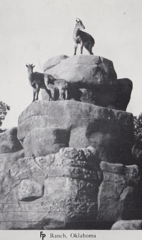 Oklahoma Bartlesville FP Ranch Mountain Goats Real Photo