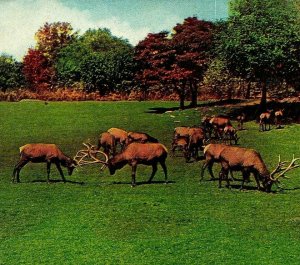 New York NY NYC Zoological Park Part of Elk Herd 1910s Vtg Postcard UNP