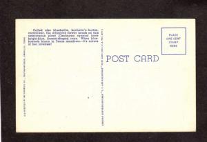 TX Bluebonnets State Flower Texas Sweetwater Texas Linen Postcard