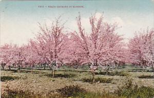 Peach Tree Orchard In Blossom