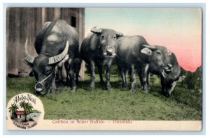 c1905 Caribou Water Buffalo Honolulu Hawaii HI, Aloha Nui Animals Postcard