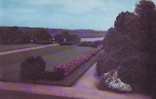 Border Of Azaleas On Front Parterre At Entrance To Garden Middleton Gardens C...