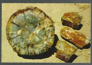 Petrified Log Cross Section & Chips Petrified Forest Arizona Postcard CO7