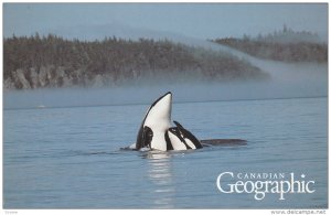 Orcas, Killer Whales, Canadian Geographic, Canada, 40-60´s