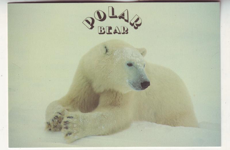 P702 canada valan photos polar bear