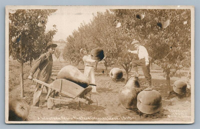 EXAGGERATED PEACH ORCHARD WASHINGTON ANTIQUE REAL PHOTO POSTCARD RPPC collage