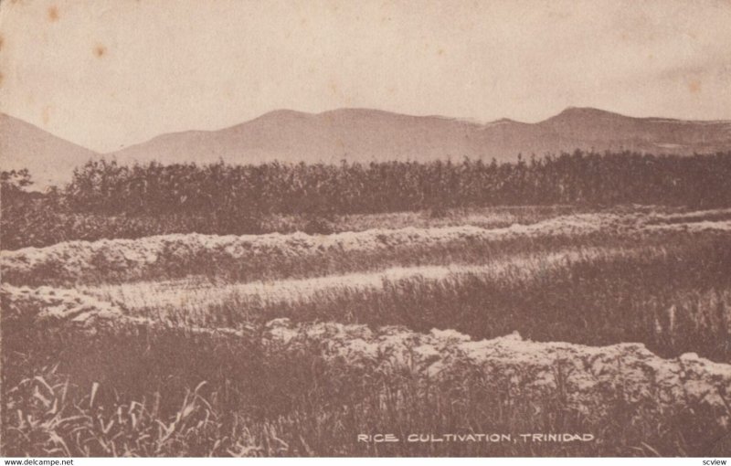 TRINIDAD, Rice Culivation, 1900-10s