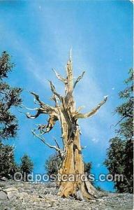   Bristlecone Pine