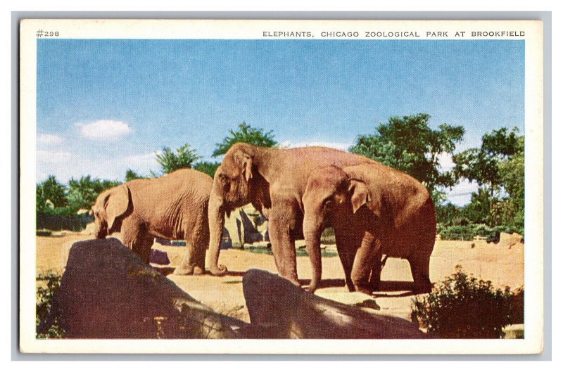 Postcard IL Elephants Chicago Zoological Park Brookfield Illinois