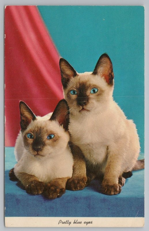 Cats~Two Siamese Cats With Blue Eyes~Vintage Postcard