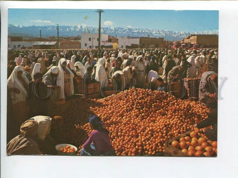 3179280 Morocco Typical Market and the high Atlas old postcard