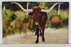 Texas Long Horn Steer Width 9 ft 6 in Postcard N1