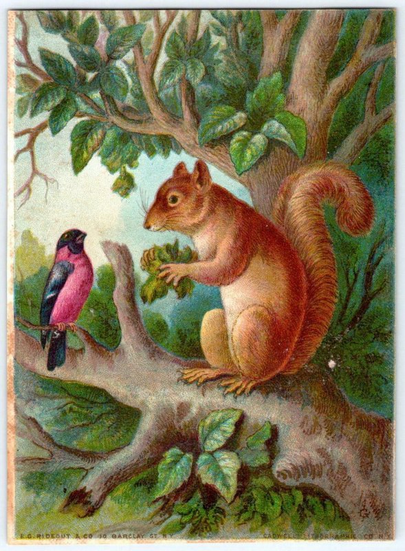 SQUIRREL & BIRD 1800's VICTORIAN ERA*E G RIDEOUT*CADWELL LITHOGRAPHIC CO NY