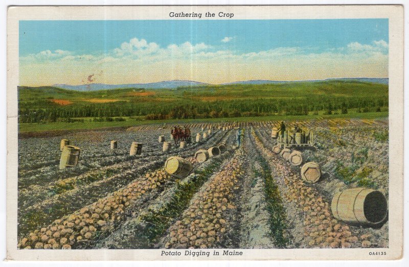 Gathering the Crop, Potato Digging in Maine