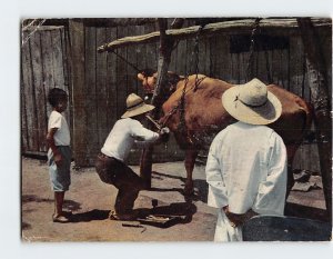 Postcard People with chained cattle Scene