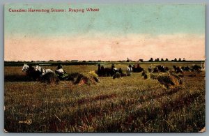 Postcard Canada c1907 Canadian Harvesting Scenes Reaping Wheat
