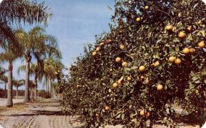 FL - Orange Grove