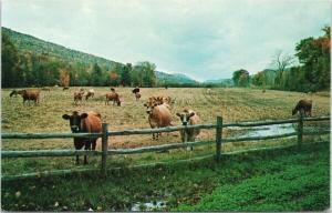 Grafton Vermont VT Covered Bridge Cheddar Cheese Cows Cattle Postcard D82