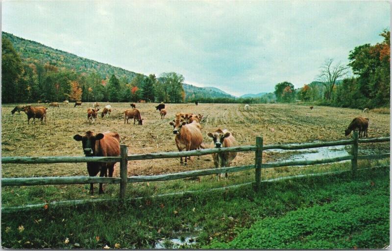 Grafton Vermont VT Covered Bridge Cheddar Cheese Cows Cattle Postcard D82