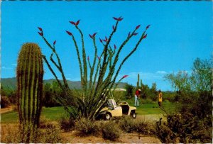 Carefree, AZ Arizona  GOLF COURSE Golfing/Golfers/Golf Cart~Cactus  4X6 Postcard