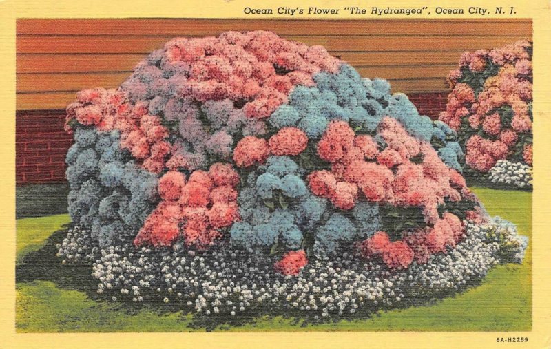 OCEAN CITY, New Jersey NJ   PINK & BLUE HYDRANGEA~City Flower  ca1940's Postcard