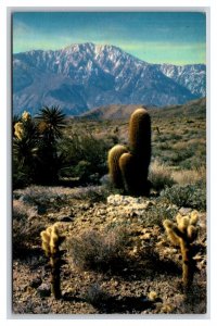 Cholla Cactus Southwestern Desert UNP Unused Chrome Postcard D21