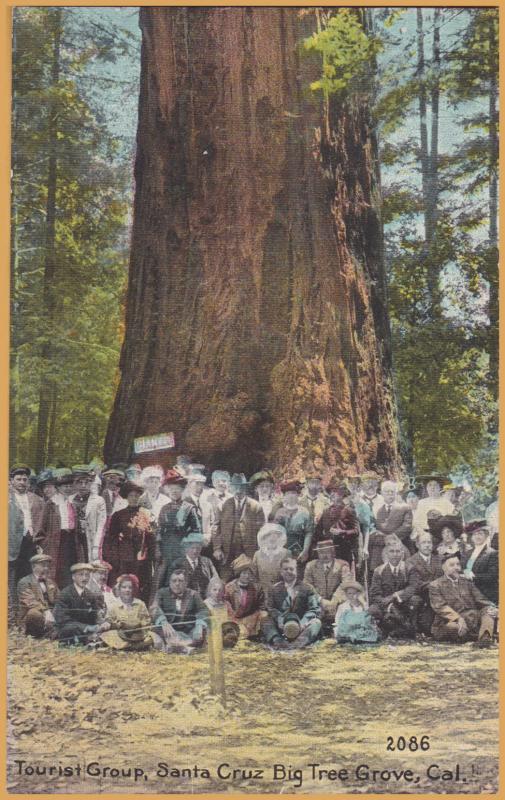 Santa Cruz, Calif., Tourist Camp, Big Tree Grove (Redwood ?) - Pacific Novelty