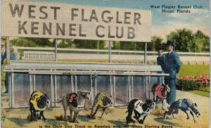 MIAMI, FL  Florida    West  Flagler  KENNEL  CLUB   1948   Linen   Postcard
