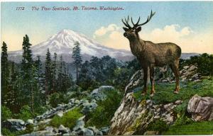 Two Sentinals - Elk and Mount Tacoma - Washington - DB