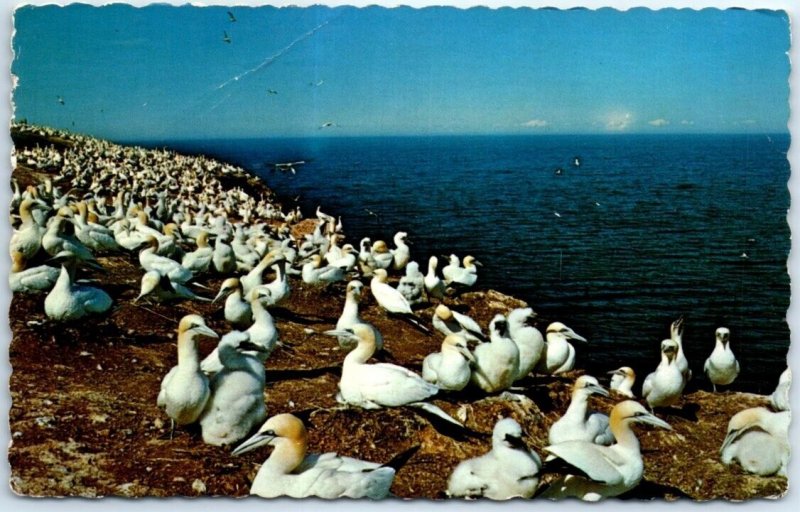 M-106189 Perce The Gannets on Bonaventure Island Quebec Canada