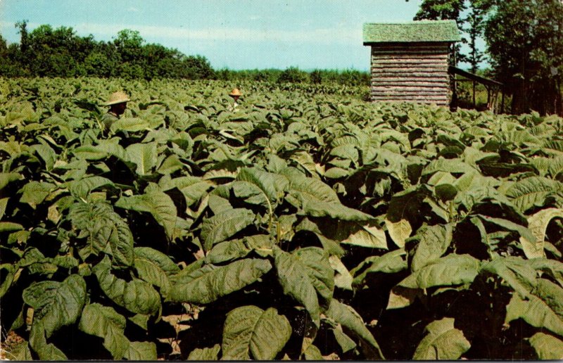 tobacco fields in virginia Virginia Typical Tobacco Field 1960 | United States - Virginia
