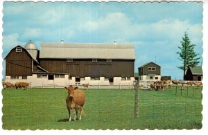 Greetings from Stanley Parke Pharmacy, Caledonia, Ontario, Cow