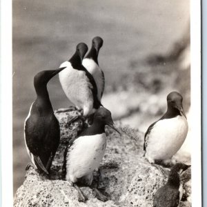 c1930s Oregon Coast Highway, OR RPPC Common Murres Bird Real Photo Postcard A166