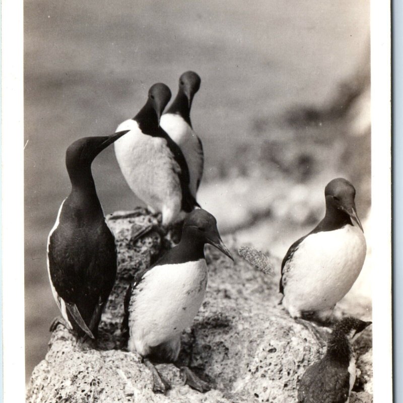 c1930s Oregon Coast Highway, OR RPPC Common Murres Bird Real Photo Postcard A166