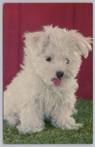 Animal~White Fluffy Puppy Sitting In Grass By Red Barn~Vintage Postcard 