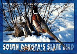 South Dakota State Bird The Ring Necked Pheasant
